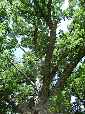 Lark Tree