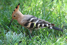 Hoopoe