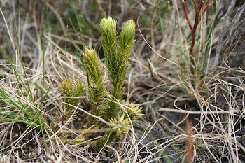 Fir Clubmoss