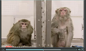 Calorie-restricted vs. ad libitum-fed Rhesus monkey