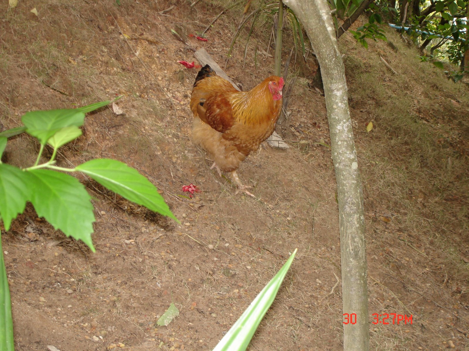 [DSC00220.JPG]