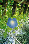 The Last Morning Glory