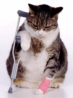 injured_cat.jpg