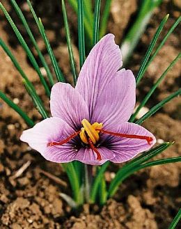 [Saffron.jpg]