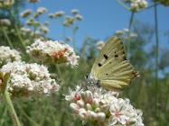 Hermes Copper (Lycaena hermes)