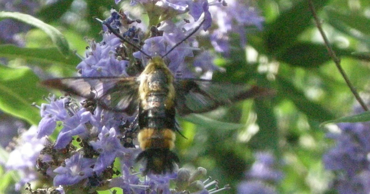 SEE TRAIL Flight of the Bumblebee..