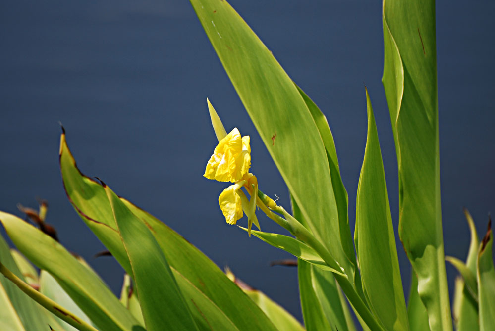 Space Coast Wildflowers Satellite Beach Library, June 15, 2010