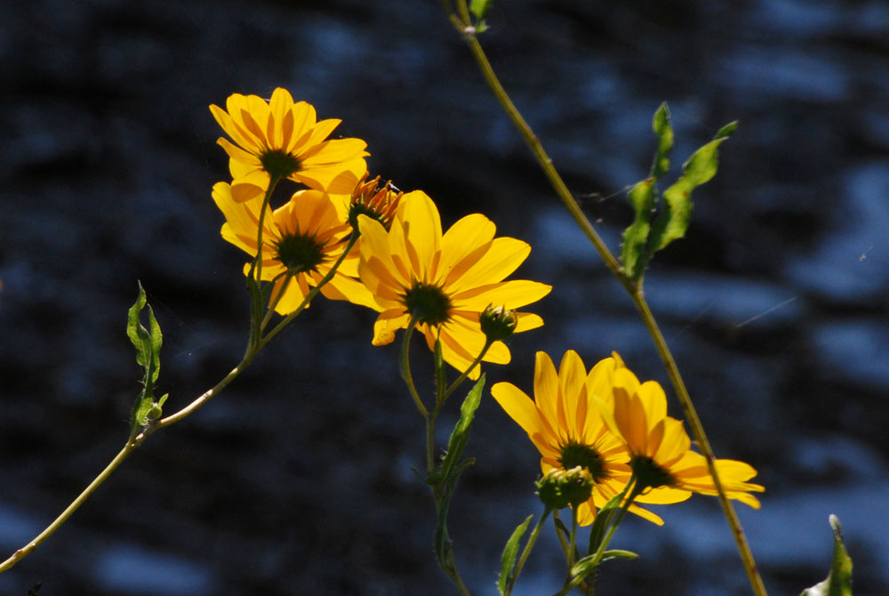 Space Coast Wildflowers St. Johns River Gold, October 6, 2010