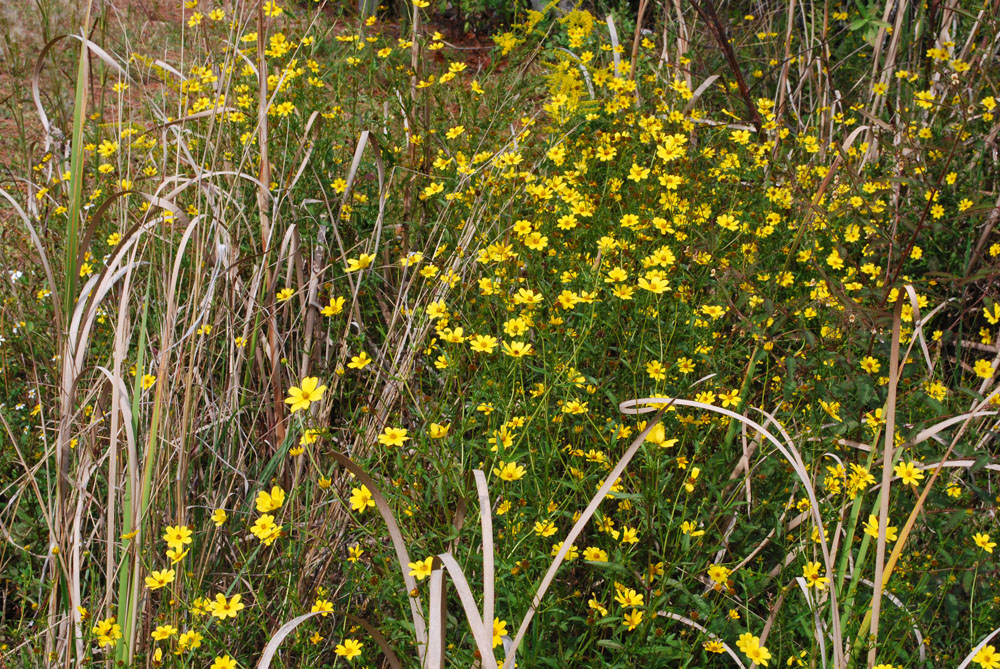 Space Coast Wildflowers Wickham Park Catching Up 2 Bidens And Ludwigia Study September 20 24 And October 15 2010