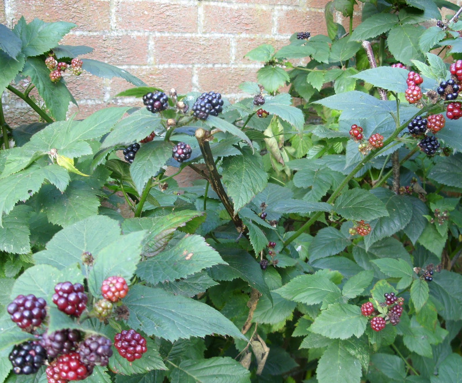 Kelli's Northern Ireland Garden Blackberries (thornless)