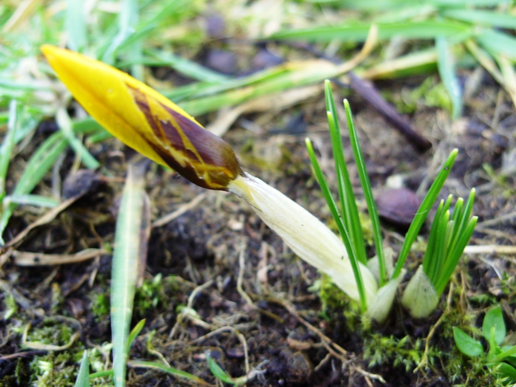 Kelli's Northern Ireland Garden Crocus & emerging bulbs