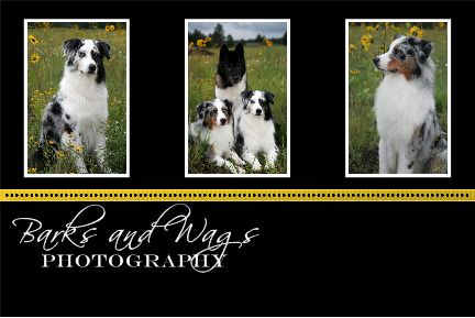 Barks & Wags Photography