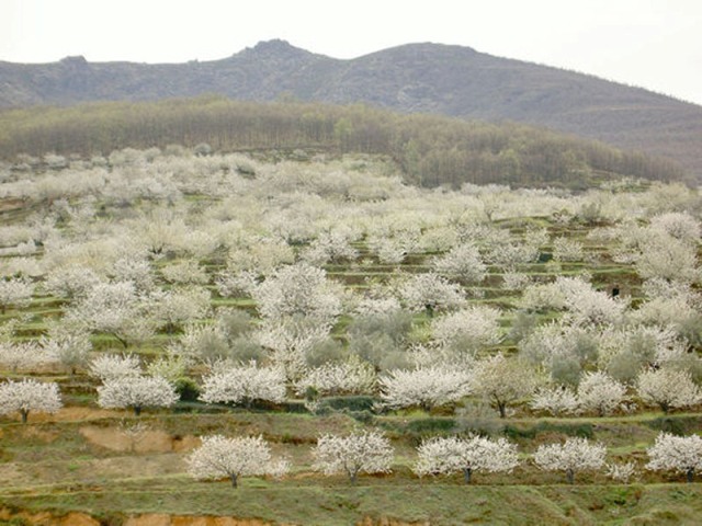 Cerezos en flor