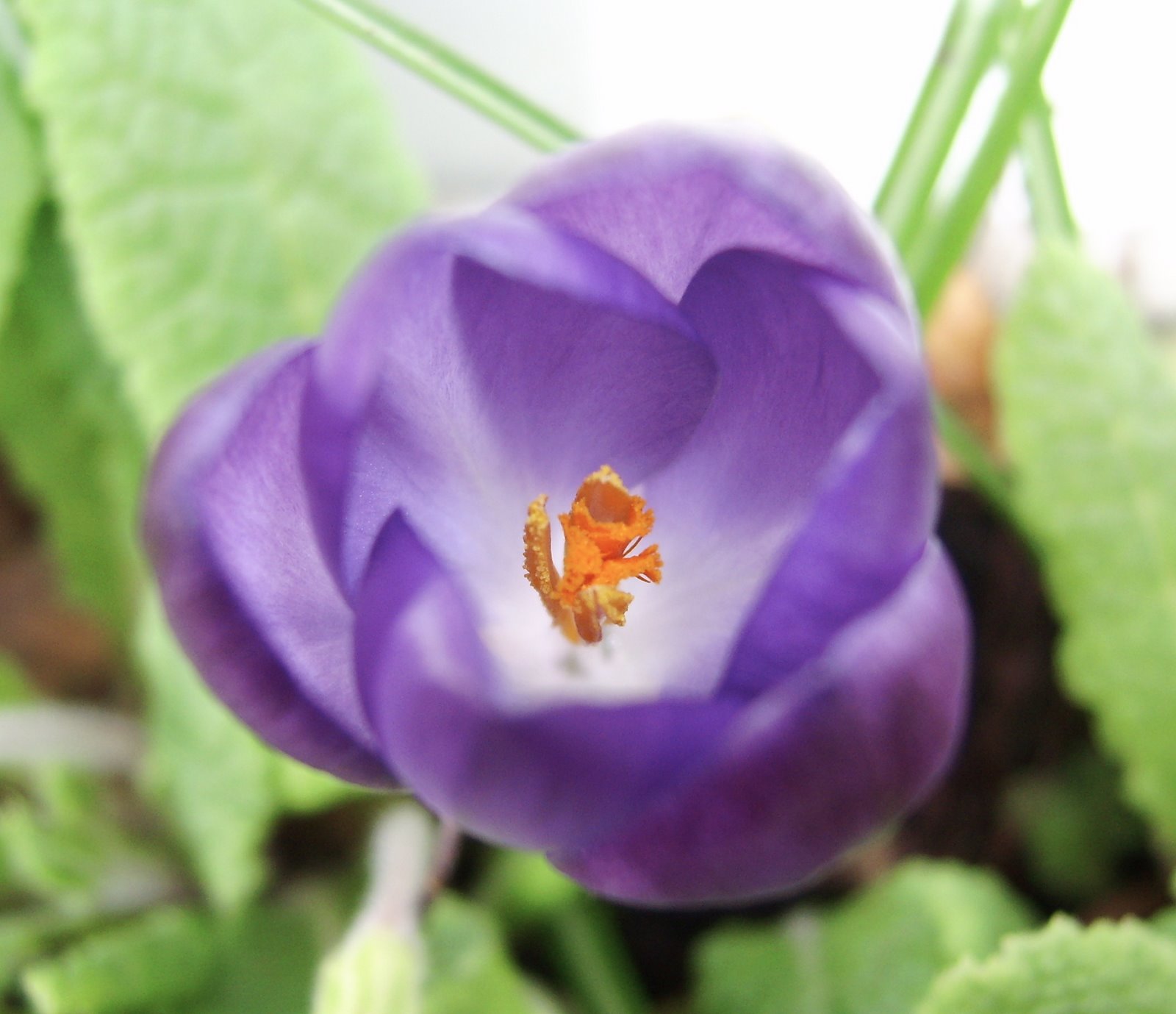 [crocus.JPG]