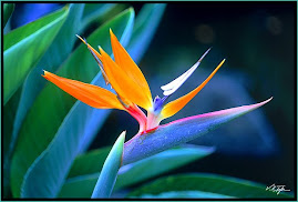 Beautiful Bird of Paradise