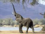 Gajah haus