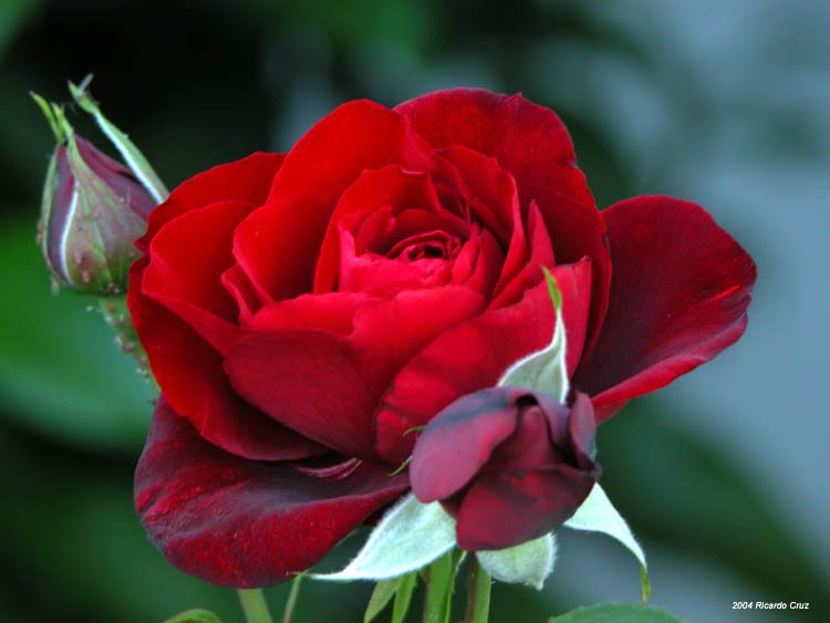 [rosa.bmp]