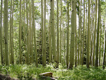 Near Medicine Lake