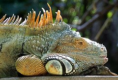 Jamaica Iguana