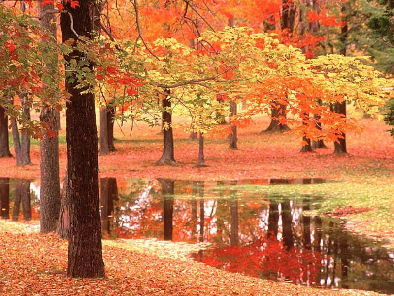 [autumn_trees_stream.jpg]