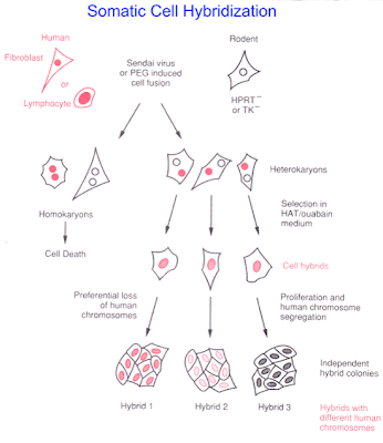 Figure: Inter specific somatic