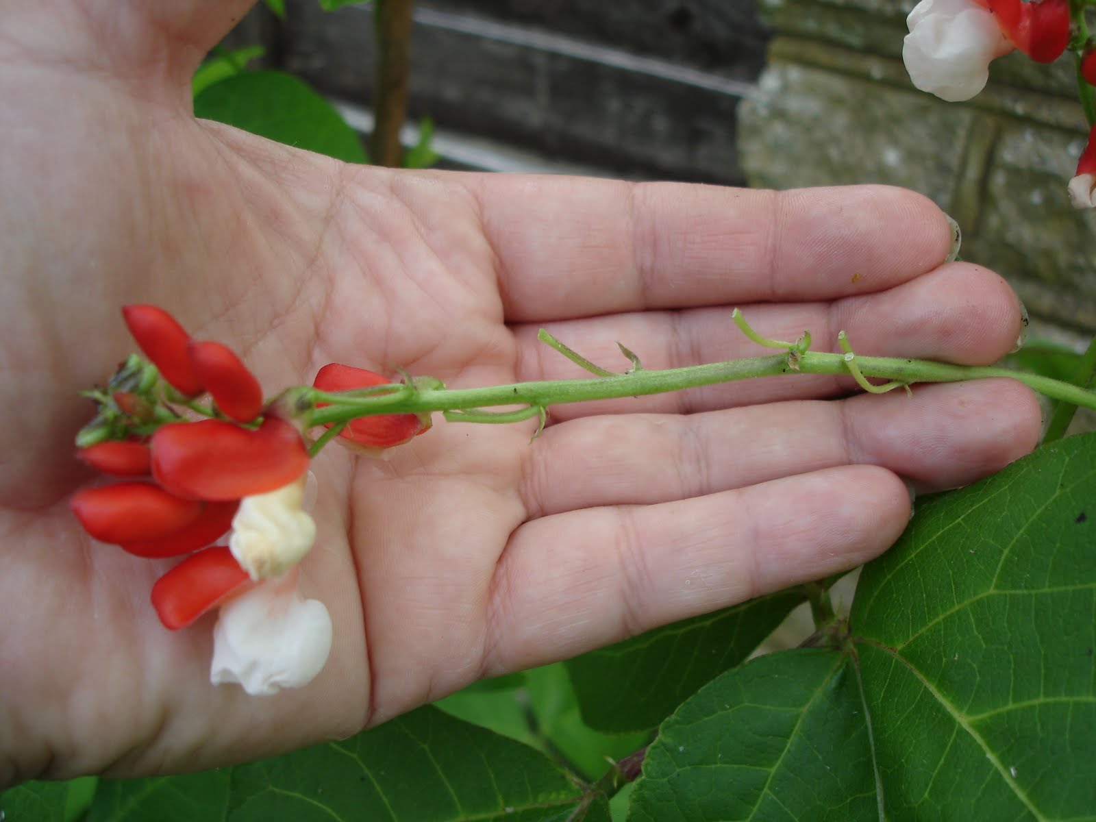 Down on the Allotment Who's Been Eating my Beans?