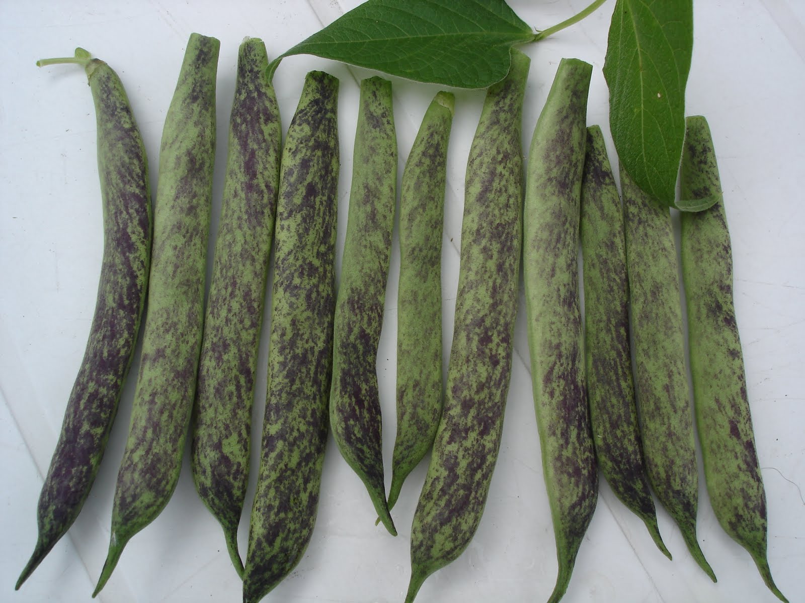 Down on the Allotment Who's Eating my Beans Again?