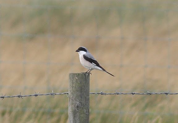 lesser grey shrike
