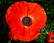 . Monday in May as Memorial Day, also called Decoration Day or Poppy Day. (single poppy)
