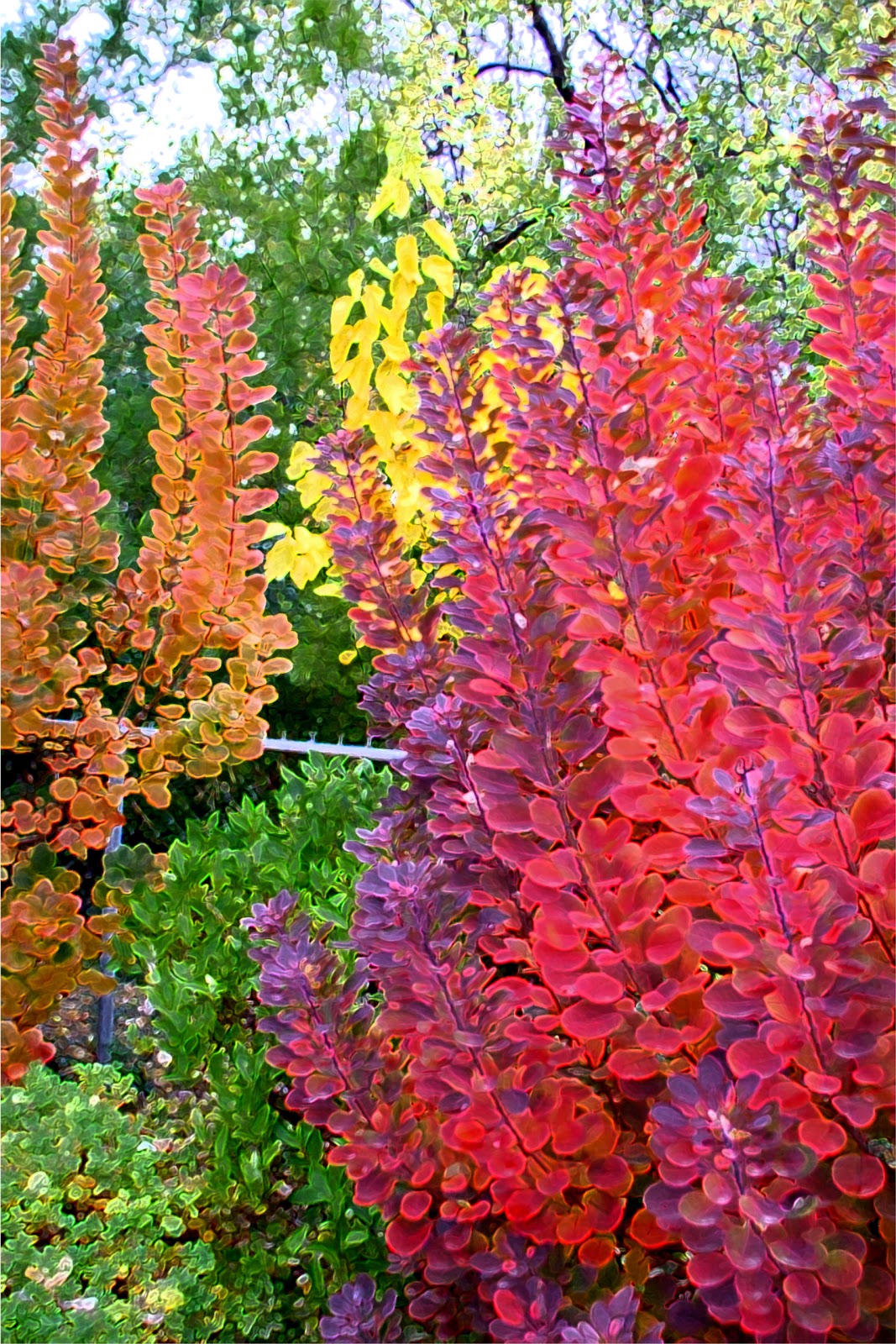 purple smoke tree purple smoke tree