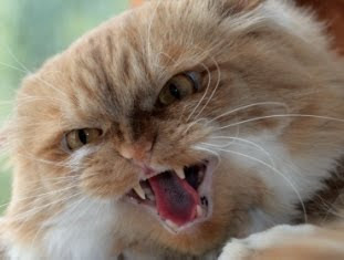 Meanest Cat in Texas