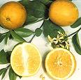 [Lemon+(Citrus+limon).jpg]