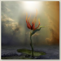 Soullumination