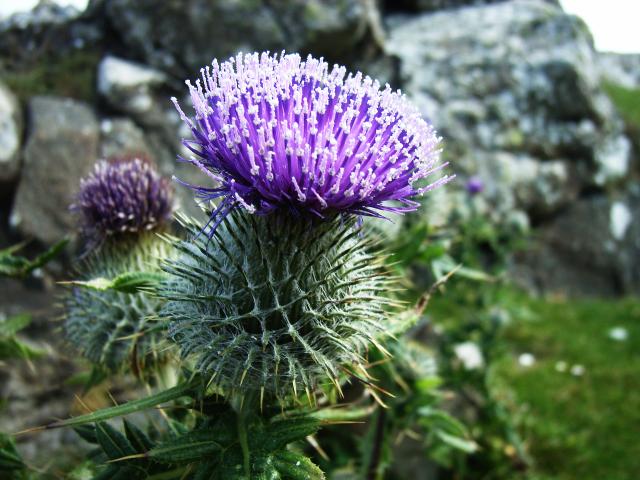 A Thistle
