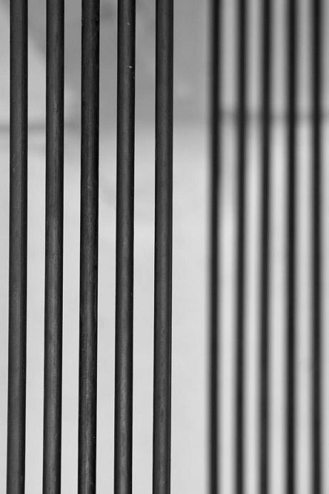 [zebra.jpg]