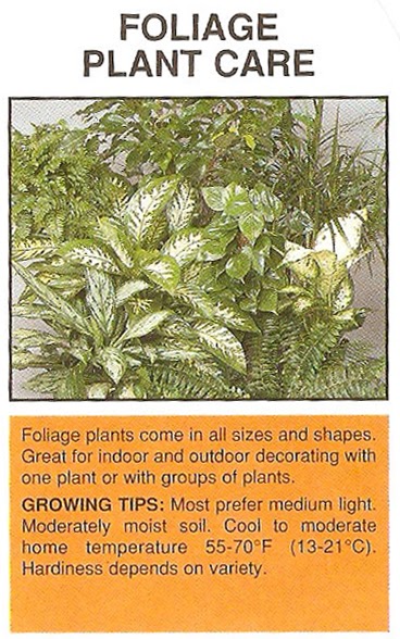 damn plants quot foliage plant care quot tag damn plants quot foliage plant care quot tag