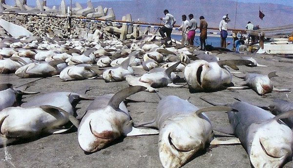 [Dead+sharks.jpg]