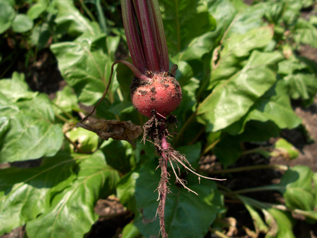 [beets_oops.jpg]