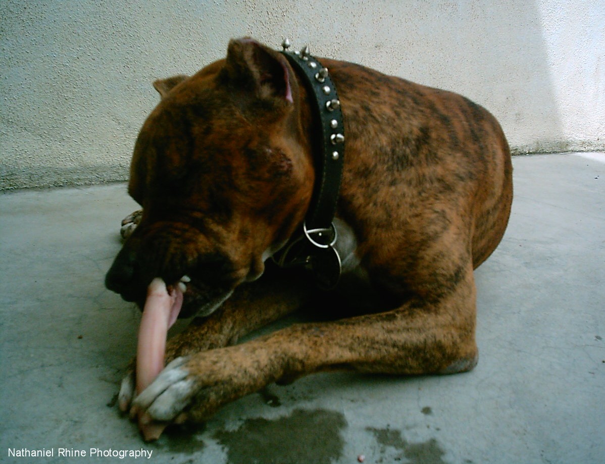 Soldier The Almighty American Pit Bull Terrier Enjoying a Meaty Raw Bone