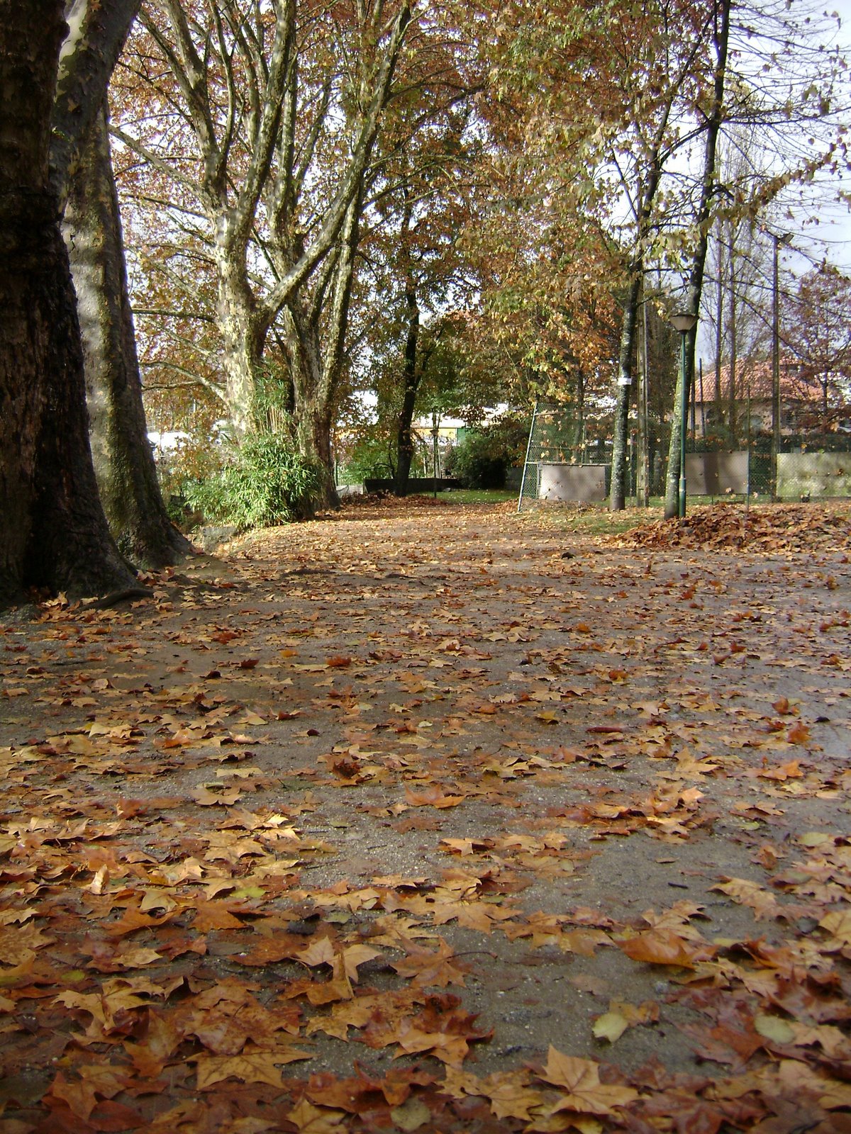 [DSC00615-parquefolhas.JPG]