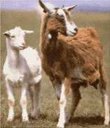[kasmir.gif]