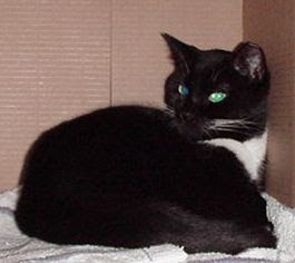 carol's ferals petfinder