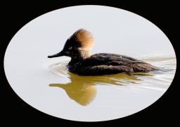 [I-CO-Hooded_Merganser-HagaM.jpg]