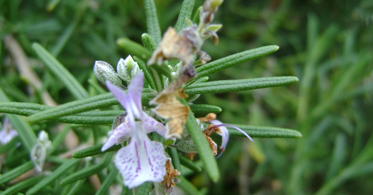 JARDIN DE LA SALUD PLANTAS MEDICINALES: El romero Rosmarinus officinalis L.