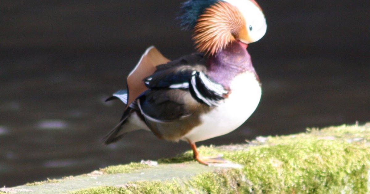 Stormblast1953 Eend, Canard, Duck, Ente, Ytka, Lachan, And, Ein in het