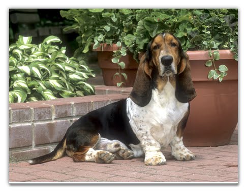 Hound+dog+breeds+pictures