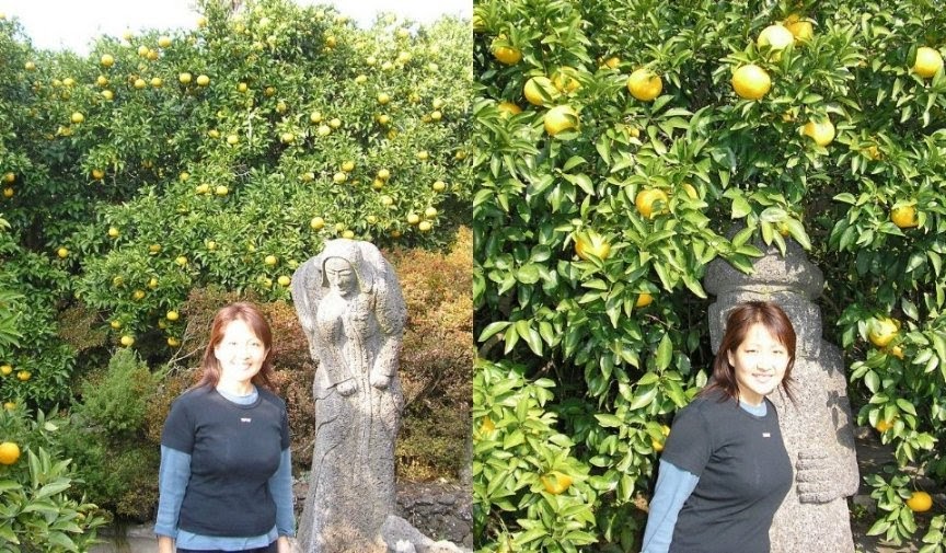 Hallyu Fever Tangerine Farm