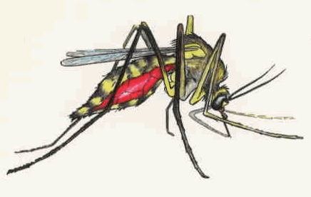 [mosquito.gif]