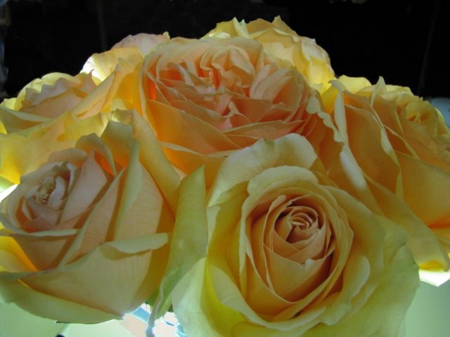 [Roses3.JPG]
