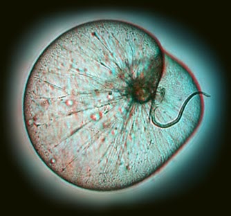 And I Think to Myself...What A Wonderful World.: Creature ... volvox diagram 
